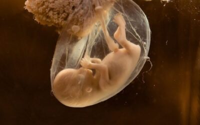 Αμνιακό υγρό: Τι είναι και γιατί είναι σημαντικό!